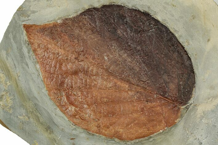 Colorful Fossil Leaf (Beringiaphyllum) - Montana #351967